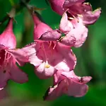 Otulina Gulczewo Вилла Вышкув