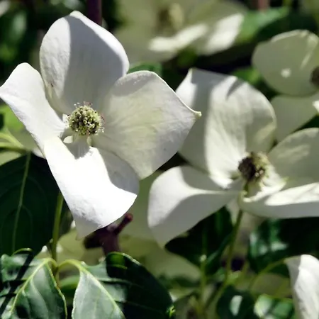 Otulina Gulczewo * Wyszków