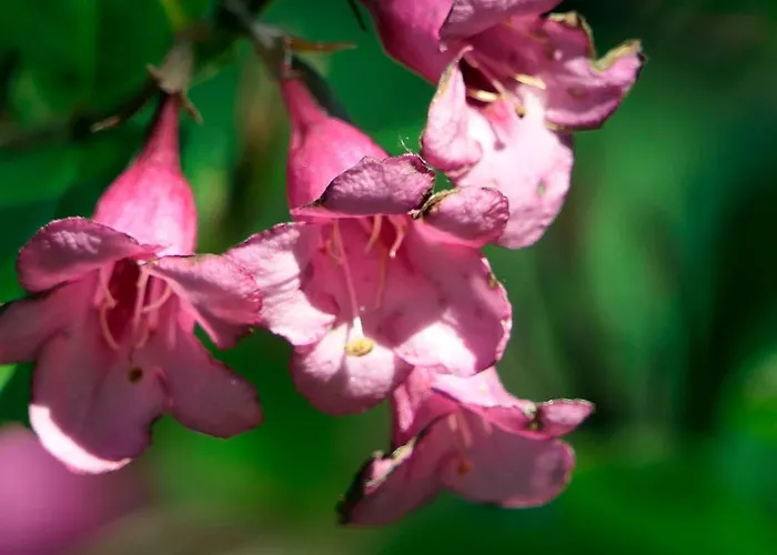 Otulina Gulczewo Villa Wyszkow