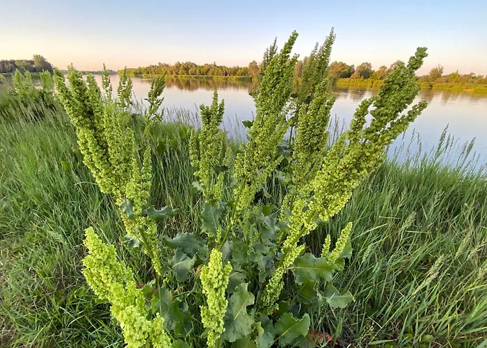 Villa Otulina Gulczewo Wyszkow